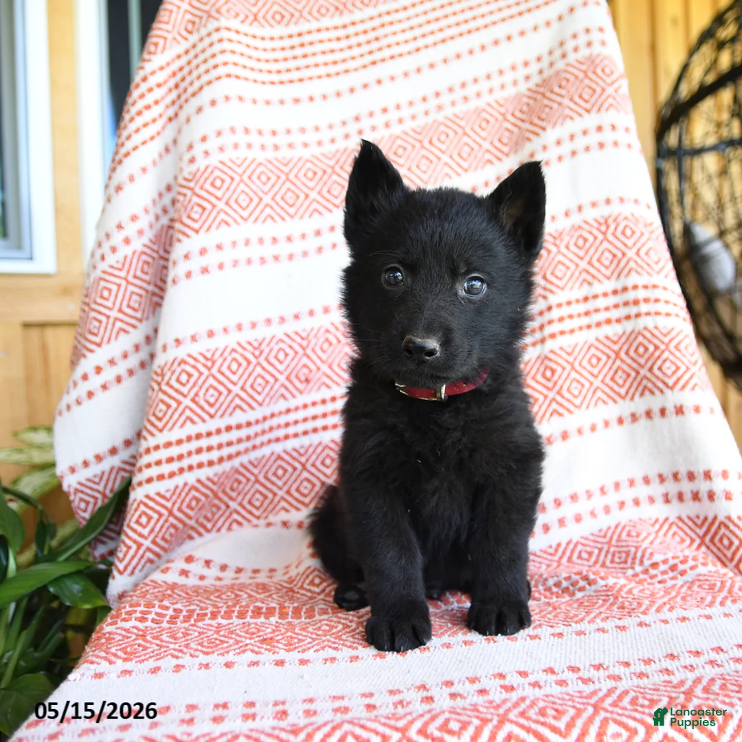 German Shepherd dogs for sale: Tanner - Ad 5