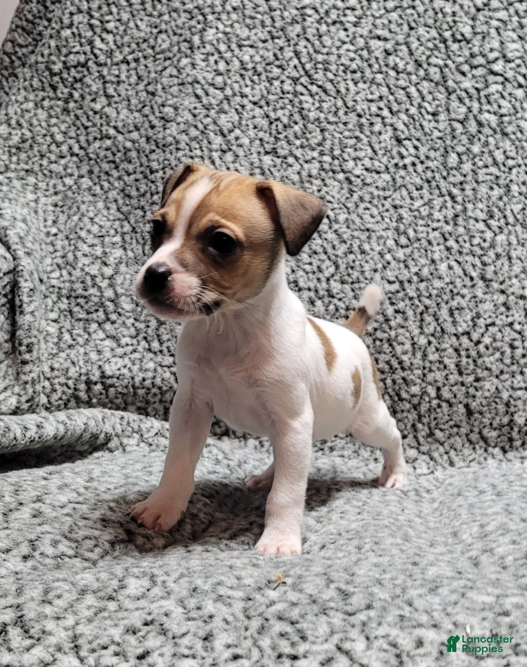Jack Russell Terrier dogs for sale: Westfork's TORQ - Ad 9