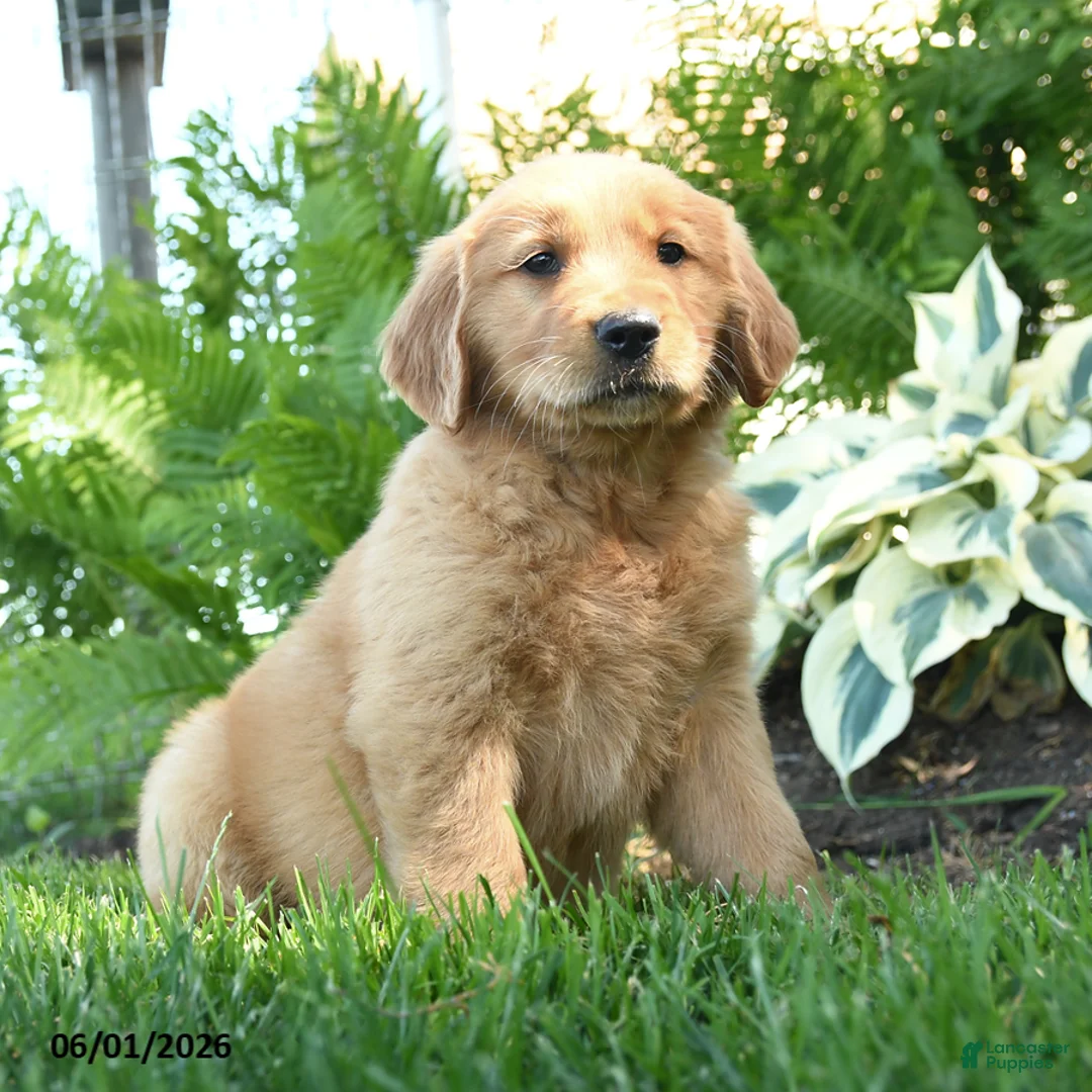 Golden Retriever dogs for sale: Herbert - Ad 2