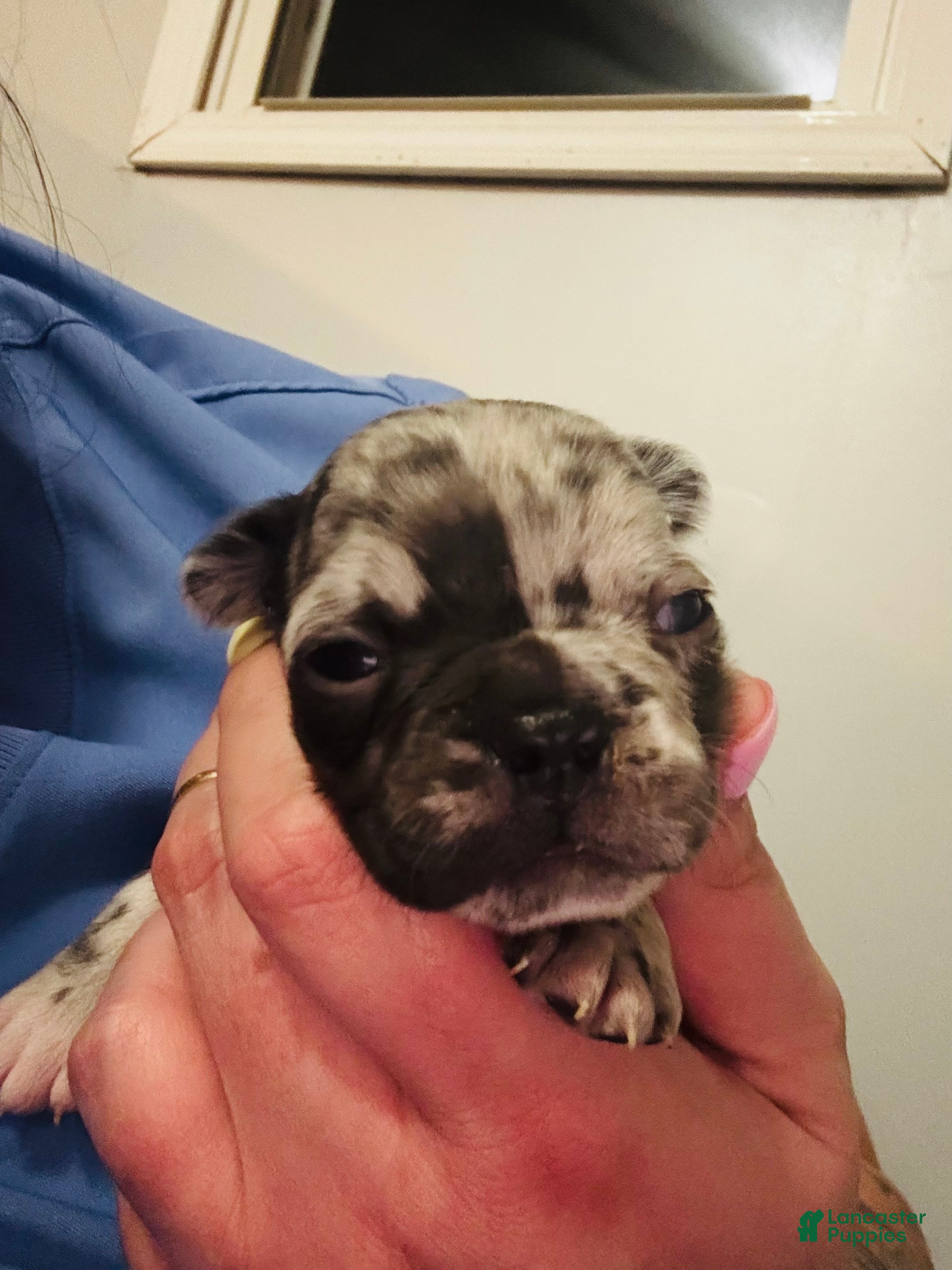 Mixed Breed dogs Merle - Ad 16