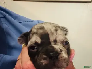 Mixed Breed dogs Merle - Ad 16