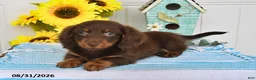 Miniature Dachshund dogs for sale: Dasher - Ad 4