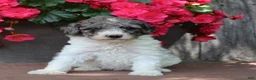 Standard Poodle dogs for sale: Fern AKC Standard Poodle - Ad 35