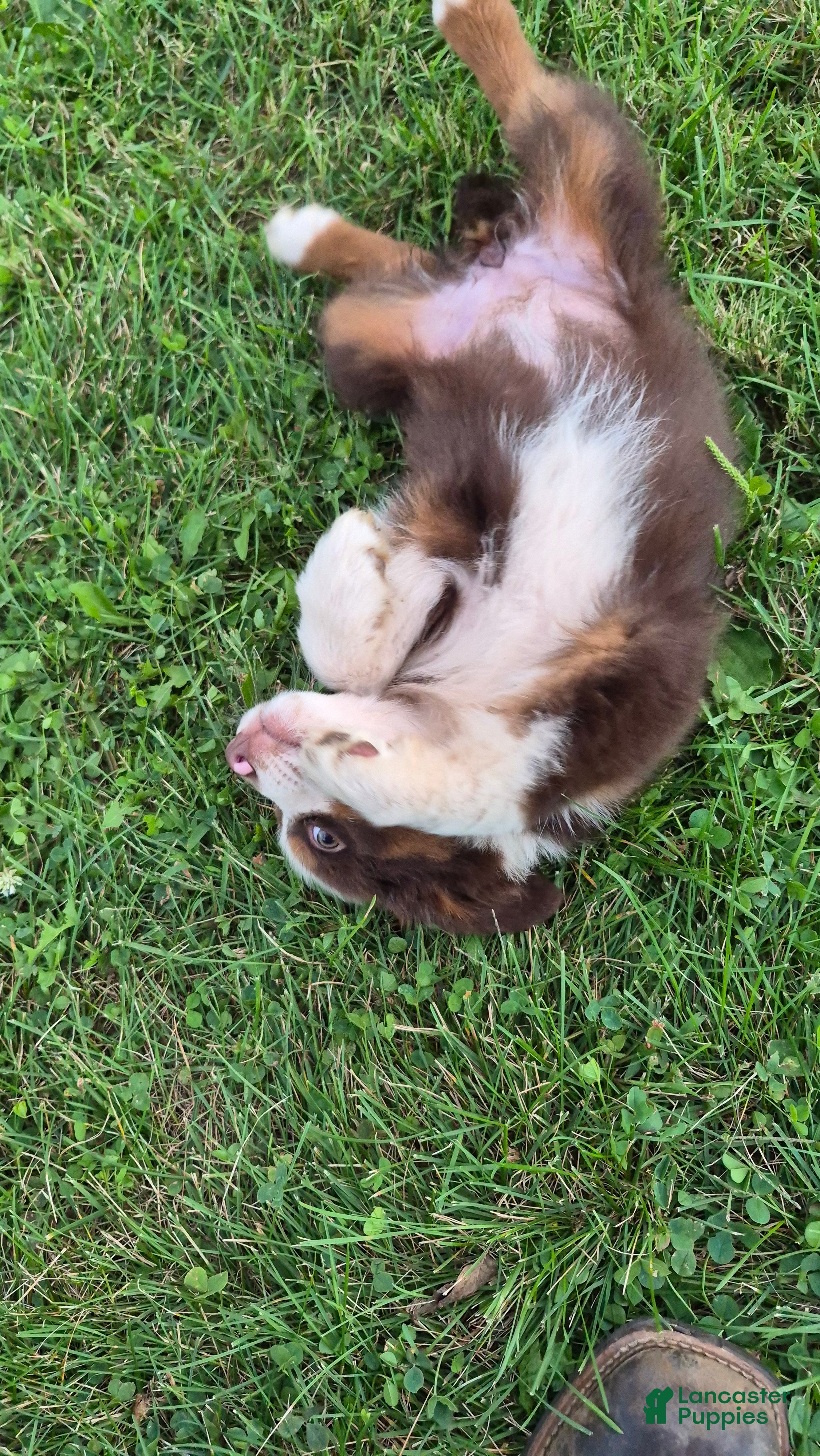 Australian Shepherd dogs for sale: Sapphire, A.S. 7 - Ad 2