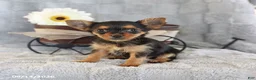 Yorkshire Terrier dogs for sale: Coffee Teacup - Ad 5