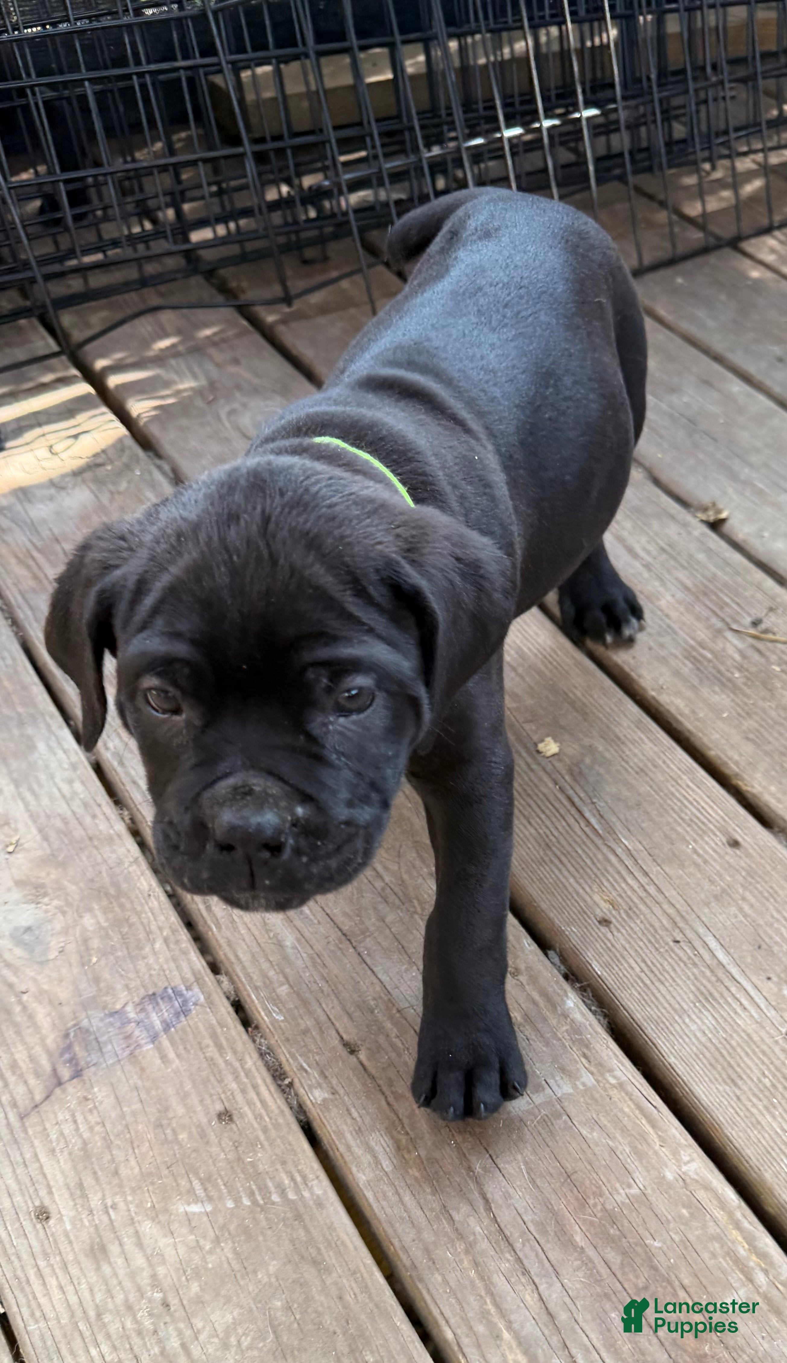 Cane Corso dogs BMO - Ad 1