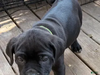 Cane Corso dogs for sale: BMO - Ad 3