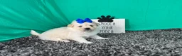 Pomapoo dogs for sale: Pomapoo 5 - Ad 2