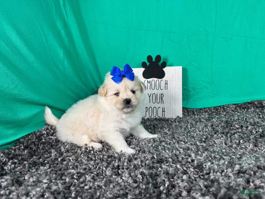 Pomapoo dogs for sale: Pomapoo 5 - Ad 2