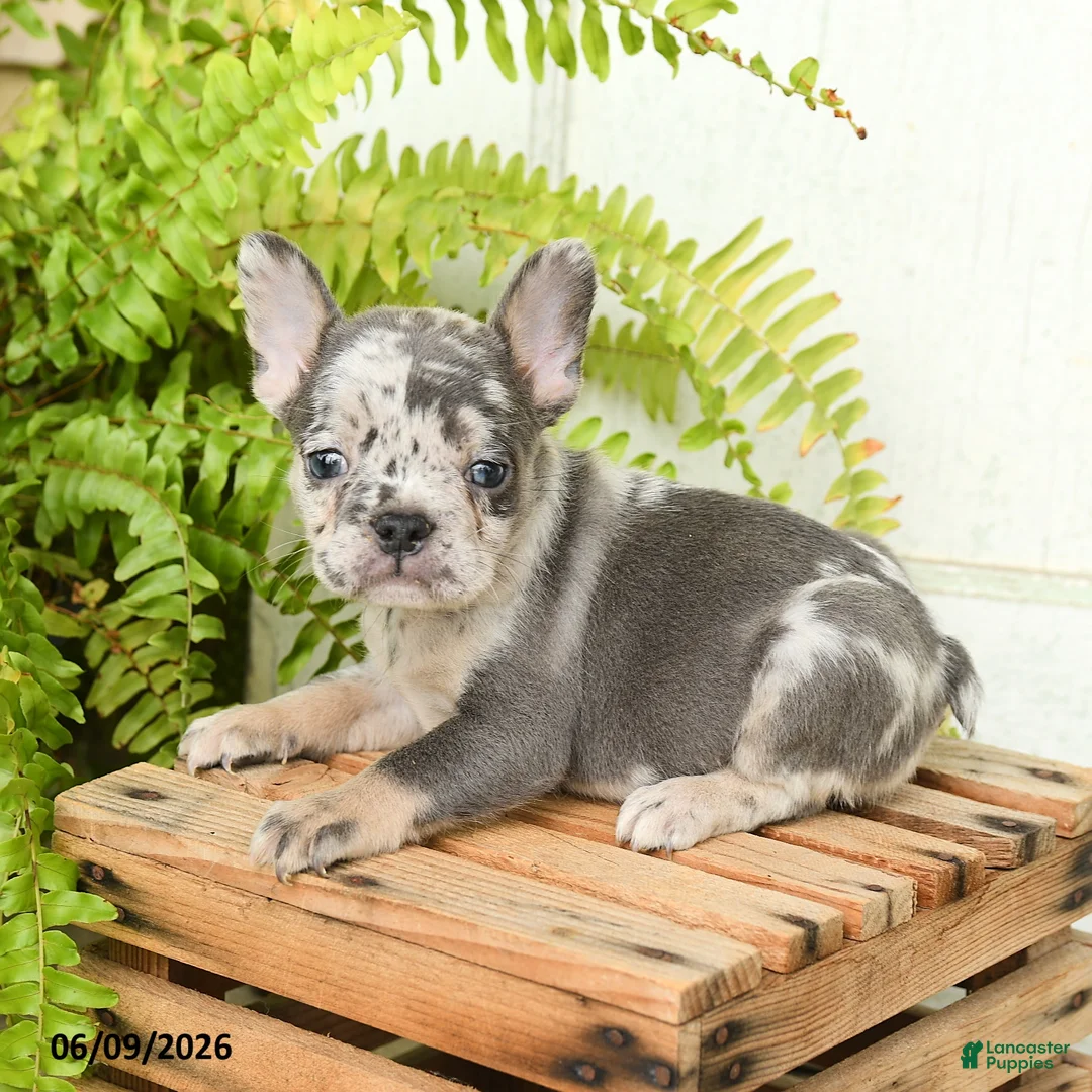 French Bulldog dogs for sale: Journey - Ad 2