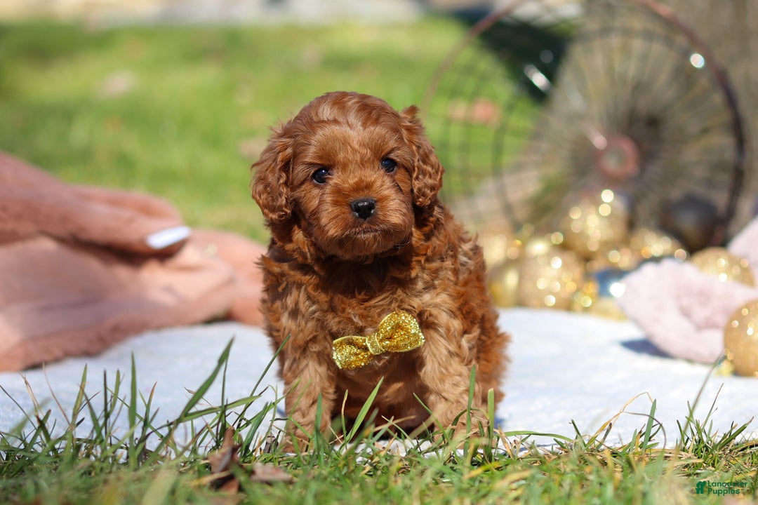Cavapoo dogs for sale: Archie - Ad 2