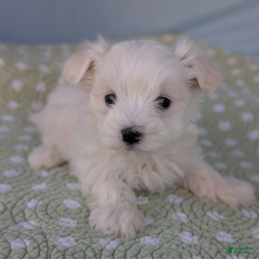 Maltese dogs for sale: Gibbous - Ad 3