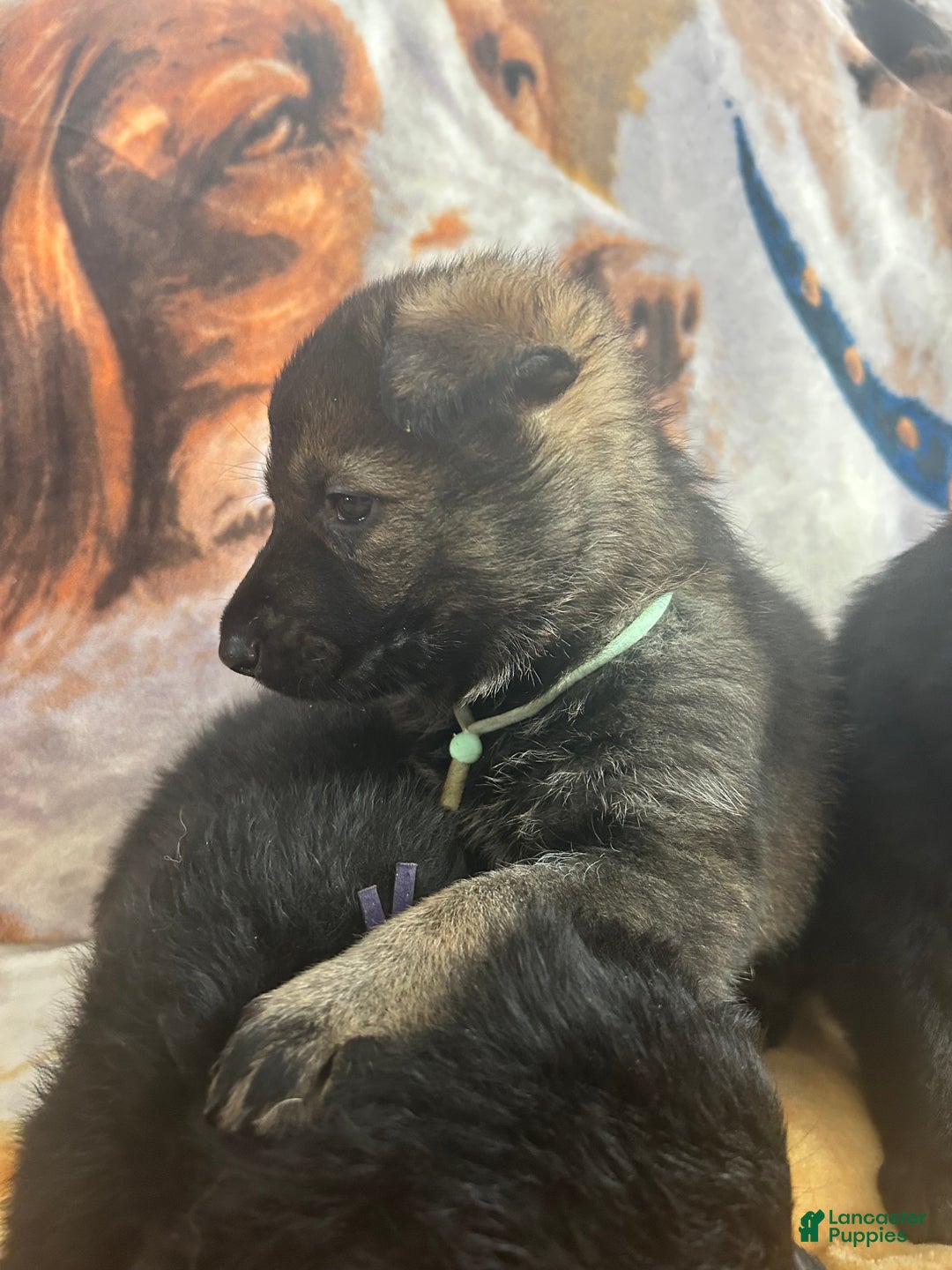 German Shepherd dogs for sale: Willow/Cody Teal - Ad 2
