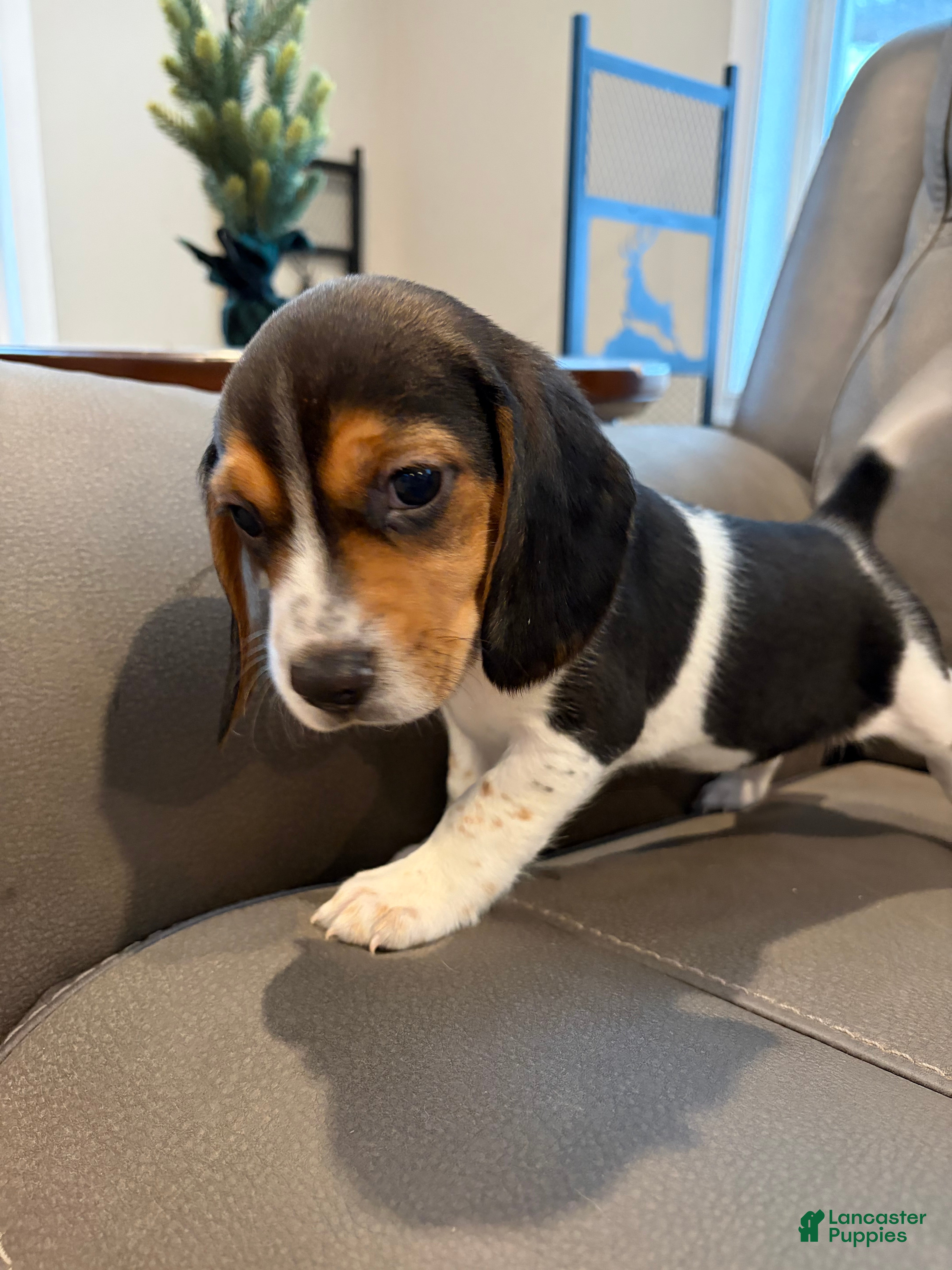 Beagle dogs Beagle Puppy 5 - Ad 2