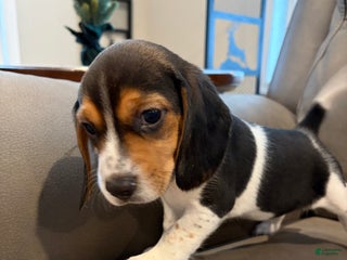 Beagle dogs Beagle Puppy 5 - Ad 2