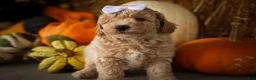Miniature Poodle dogs for sale: Jenson ✨ - Ad 15