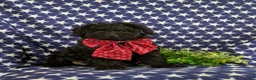 Cockapoo dogs for sale: Jarod Hypoallergenic - Ad 4