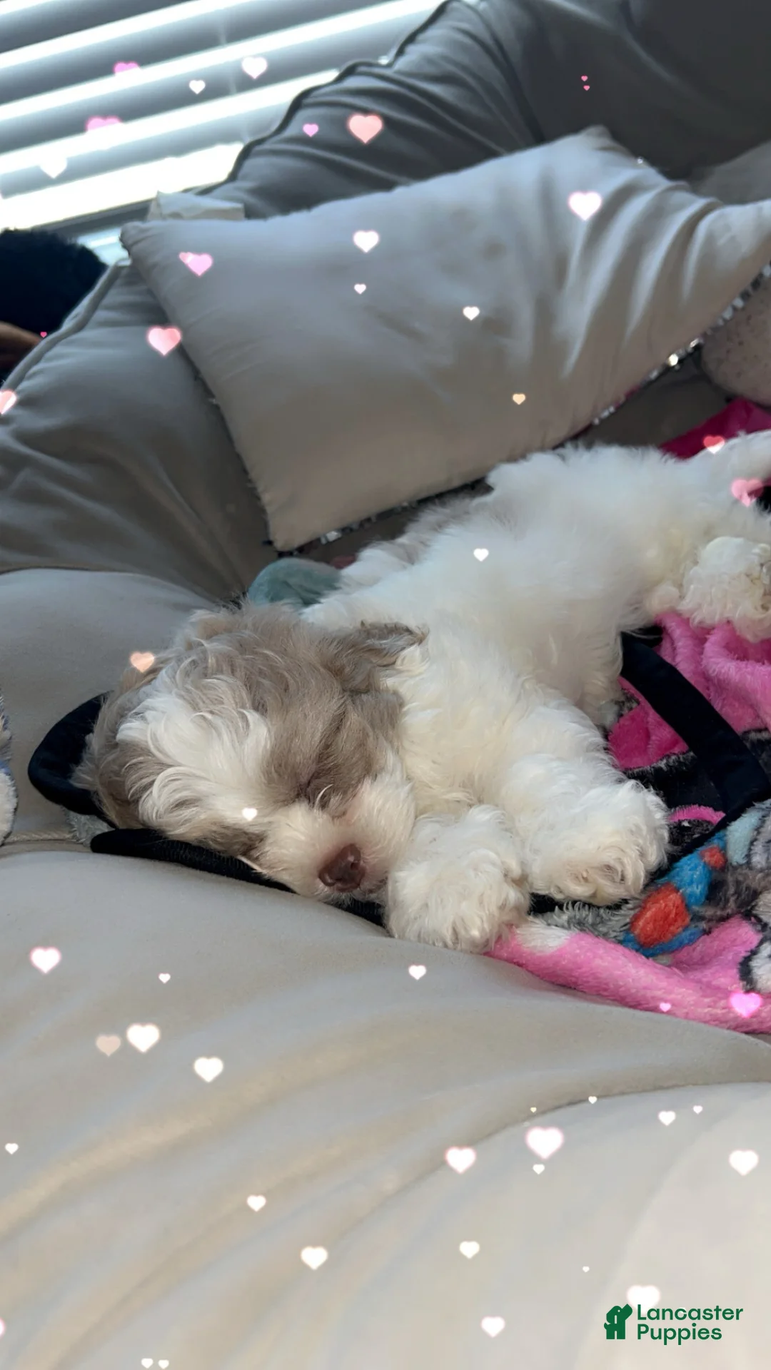 Mixed Breed dogs for sale: Mixed Breed Puppy 1 - Ad 3