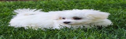 Maltese dogs for sale: Reign - Ad 11