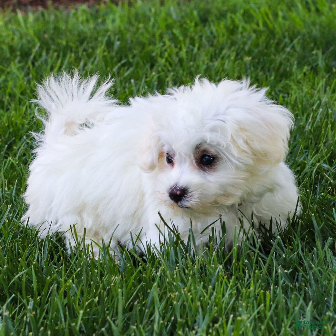 Maltese dogs for sale: Reign - Ad 11