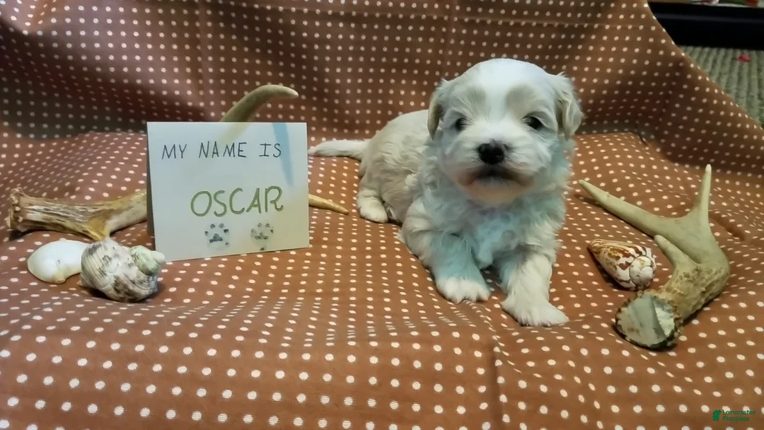 Maltipoo dogs for sale: Oscar - Ad 8