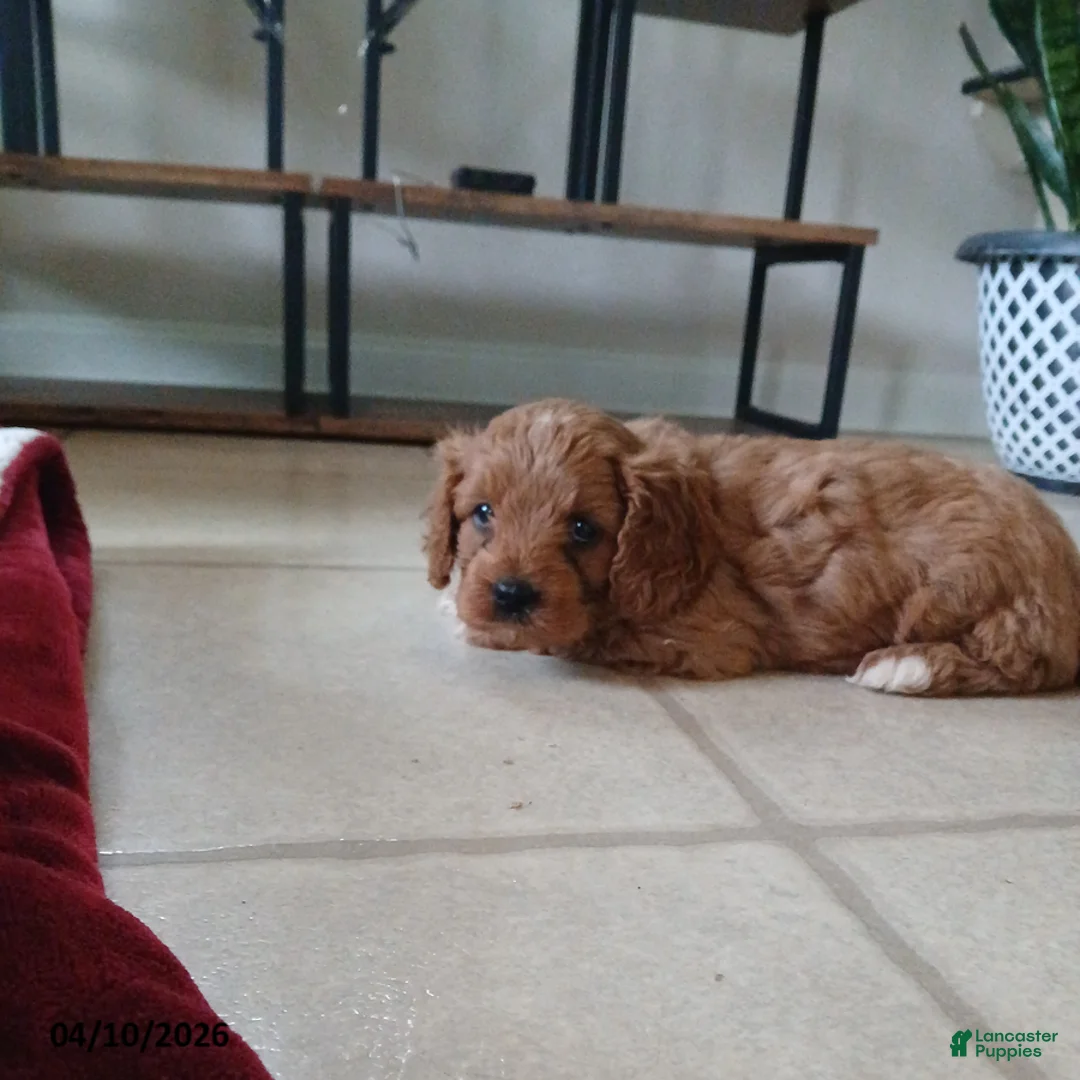 Cavapoo dogs for sale: Daulton - Ad 1
