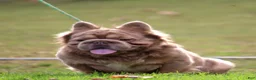 French Bulldog dogs for stud: Mufusa - Ad 4