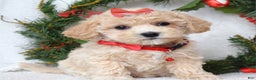 Maltipoo dogs for sale: Lola - Ad 3