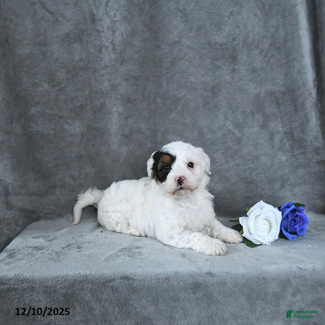 Mixed Breed dogs for sale: Grinch - Ad 4