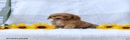 Cavapoo dogs for sale: Kyler - Ad 4