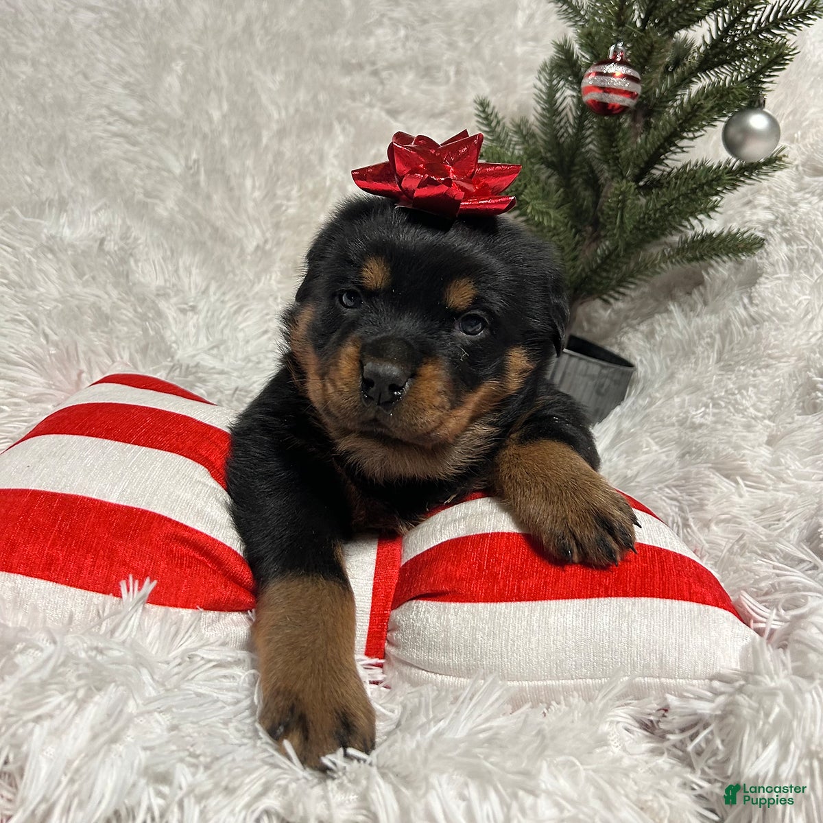 Rottweiler dogs Chase - Ad 9