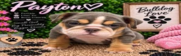 English Bulldog dogs for sale: Payton - Ad 1