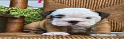 English Bulldog dogs for sale: Bagel - Ad 4