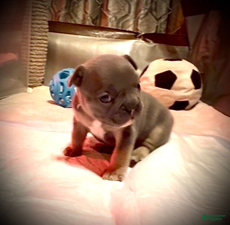 Frenchton dogs for sale: Willow - Ad 1