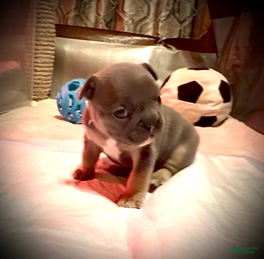 Frenchton dogs for sale: Willow - Ad 1
