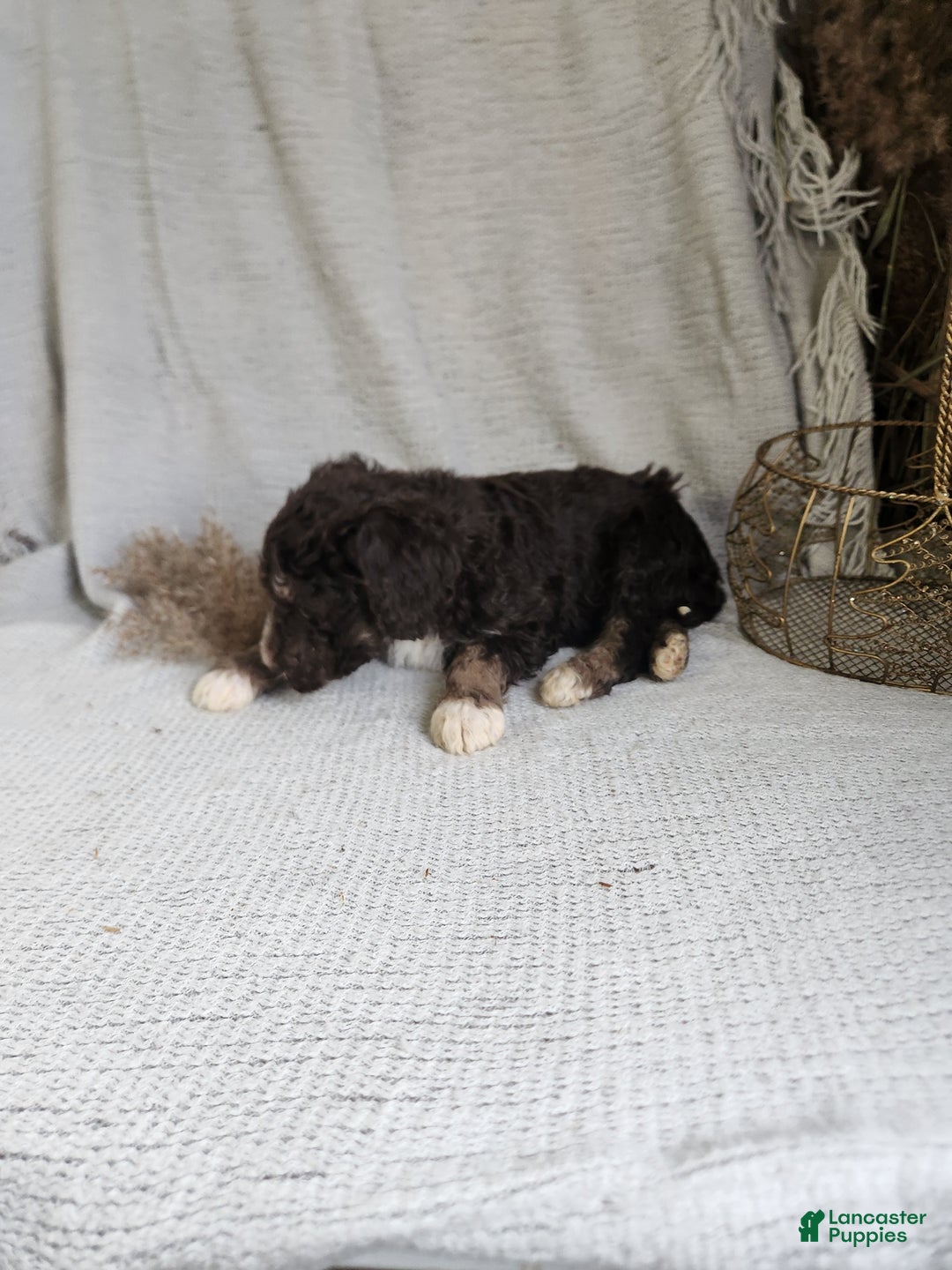 Bernedoodle dogs for sale: Logan - Ad 4