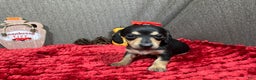 Miniature Dachshund dogs for sale: Miniature Dachshund Puppy 4 - Ad 5