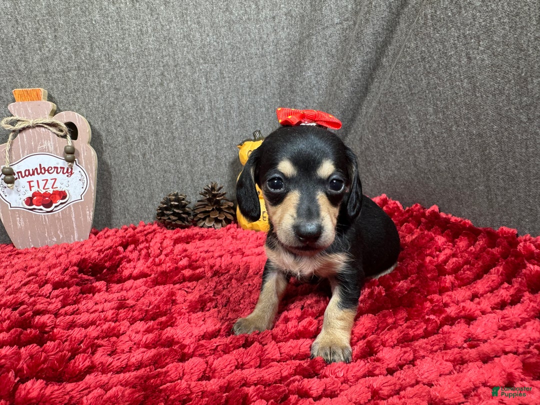 Miniature Dachshund dogs for sale: Miniature Dachshund Puppy 4 - Ad 5
