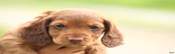 Dachshund dogs for sale: Saffron - Ad 4