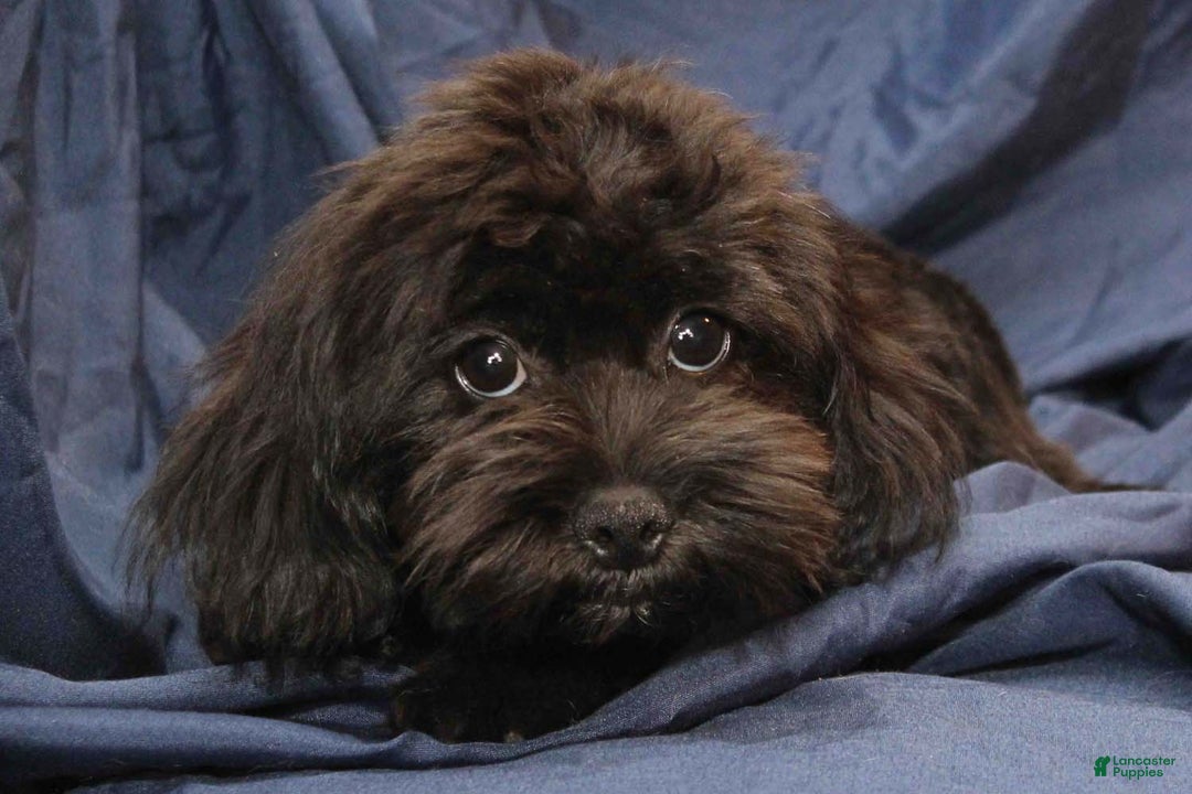 Shihpoo dogs for sale: Antonio - Ad 1