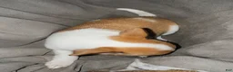 Chihuahua dogs for sale: Tinker bell  - Ad 5