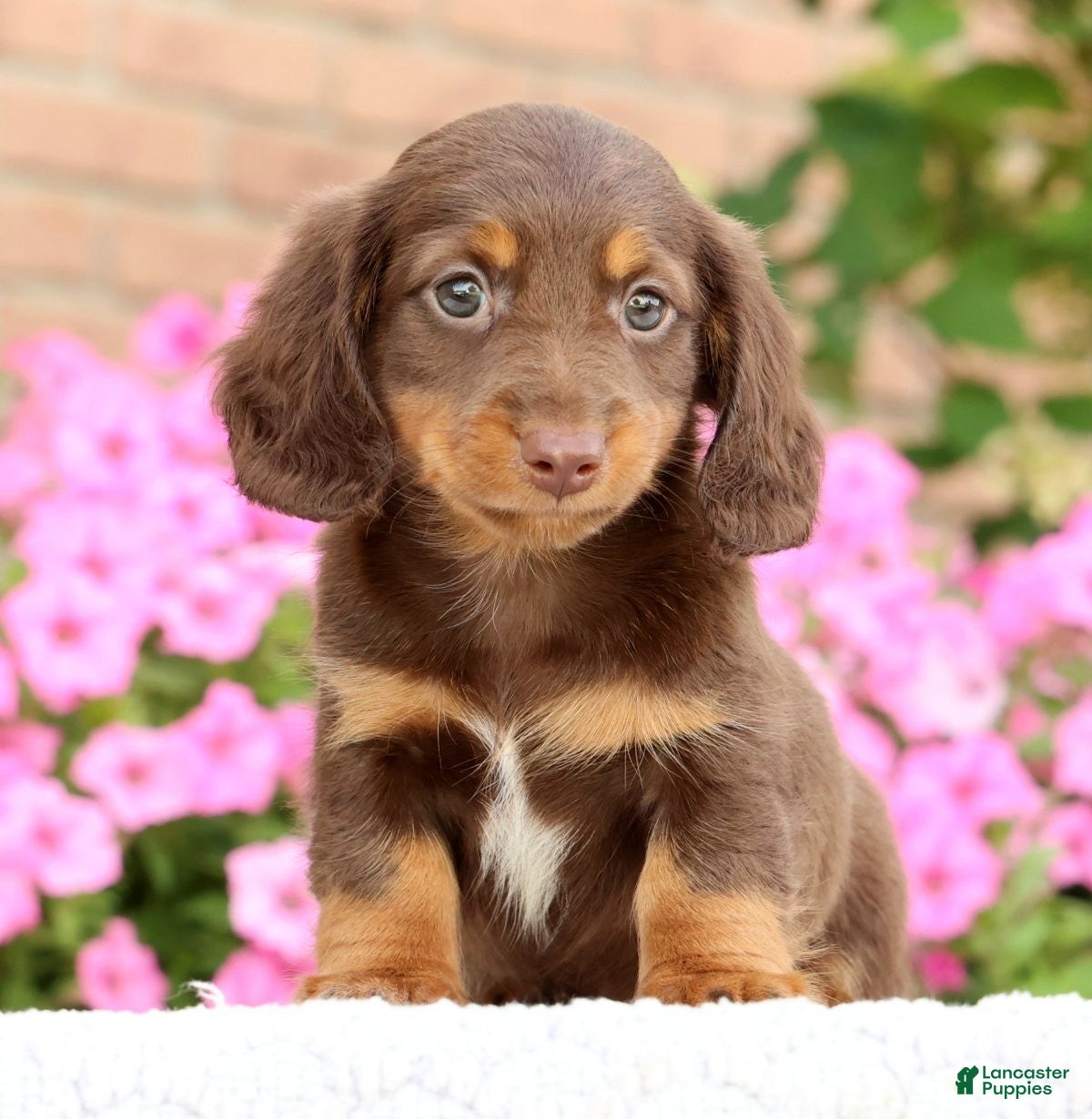 Miniature Dachshund dogs Dominic - Ad 2
