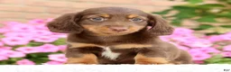 Miniature Dachshund dogs for sale: Dominic - Ad 2