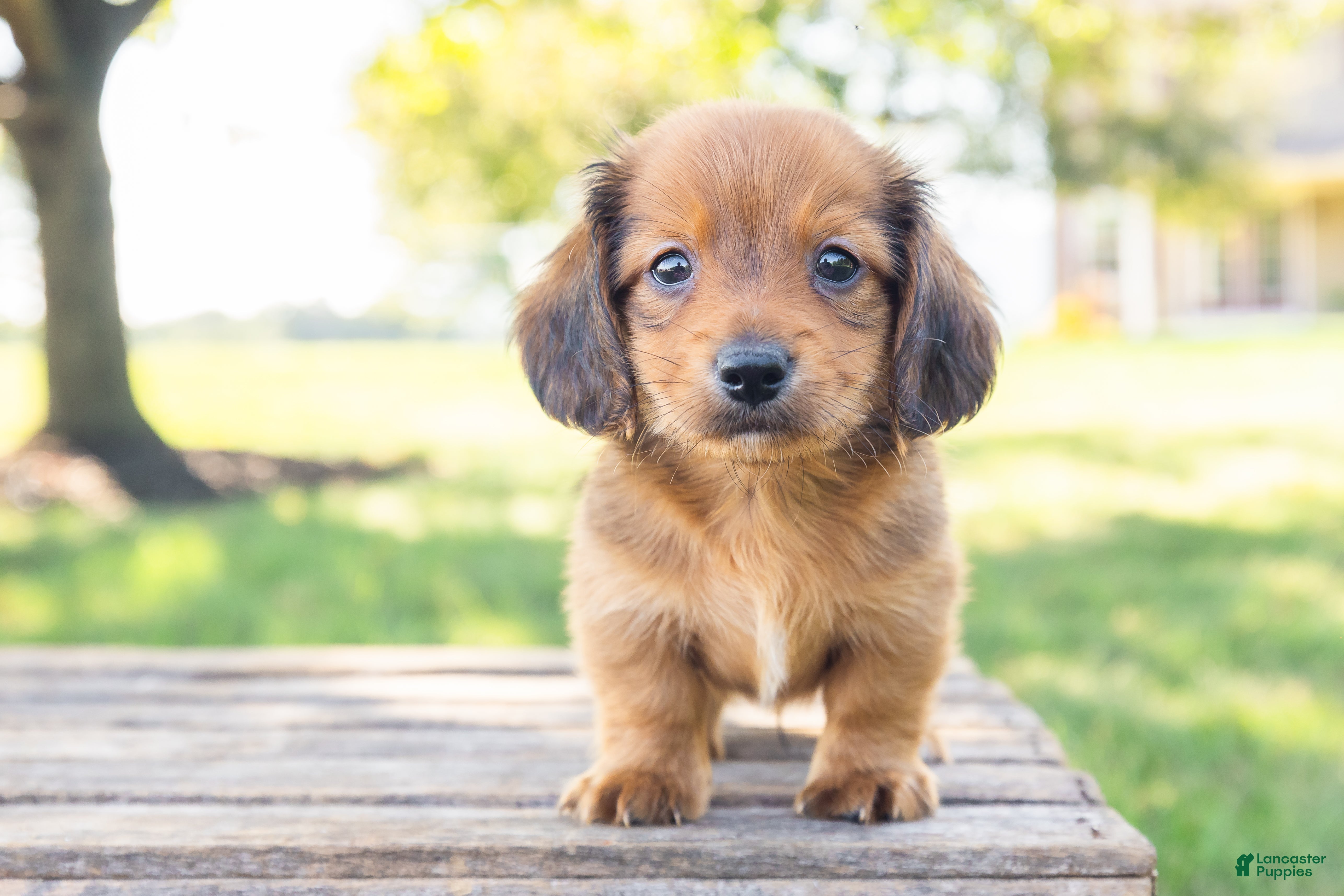 Miniature Dachshund dogs Peanut - Ad 1