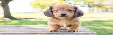 Peanut