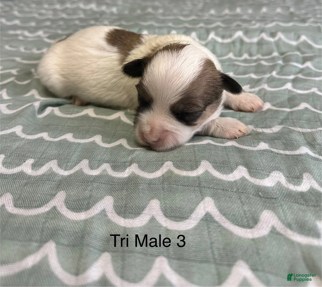 Coton De Tulear dogs for sale: Coton De Tulear Puppy 4 - Ad 2