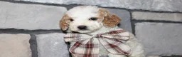 Mini Goldendoodle dogs for sale: Mini Ziggy - Ad 8