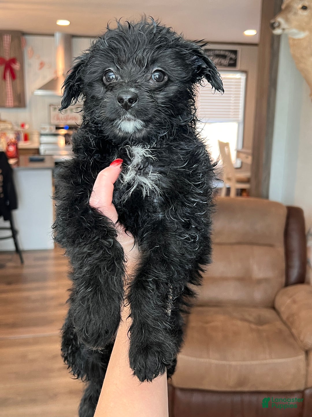 Mixed Breed dogs for sale: Zoey - Ad 1