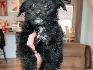 Mixed Breed dogs Zoey - Ad 13