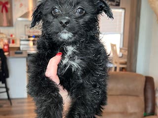 Mixed Breed dogs Zoey - Ad 16